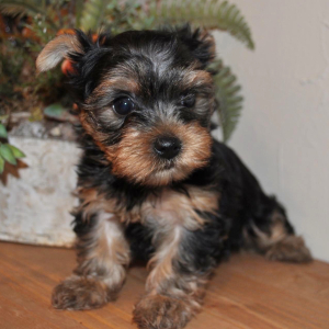 Yorkshire Terrier Puppy Star