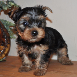 Yorkshire Terrier Puppy Star