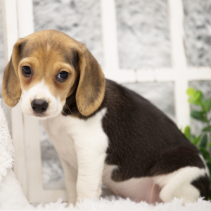 Beagle Puppy Pepper