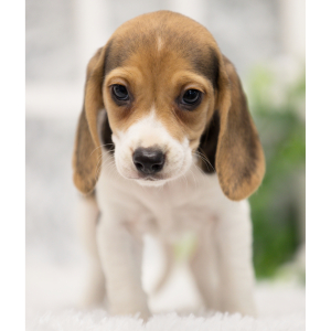 Beagle Puppy Pepper
