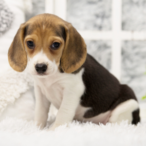 Beagle Puppy Pepper