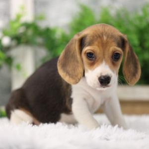 Beagle Puppy Pepper