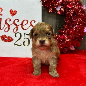 Havapoo Puppy Mister