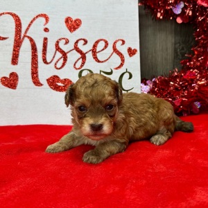 Havapoo Puppy Mister