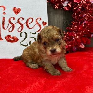 Havapoo Puppy Mister