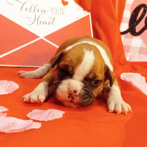 American Bulldog Puppy Harold