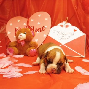 American Bulldog Puppy Harold