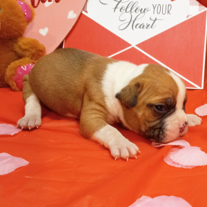 American Bulldog Puppy Harold