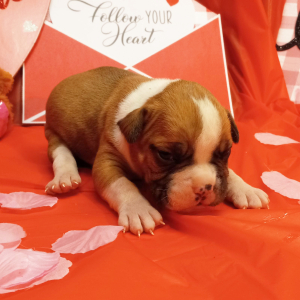 American Bulldog Puppy Harold