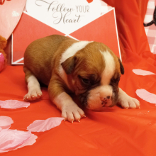 American Bulldog Puppy Harold
