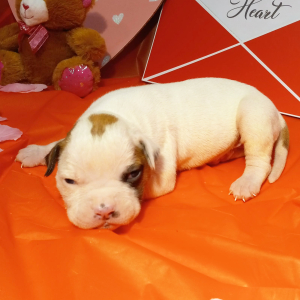 American Bulldog Puppy Louie