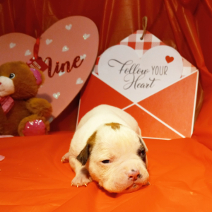 American Bulldog Puppy Louie