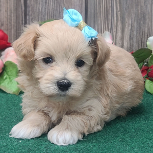 Maltipoo Puppy Bella