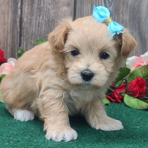 Maltipoo Puppy Bella