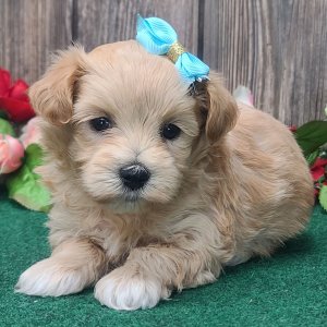 Maltipoo Puppy Bella