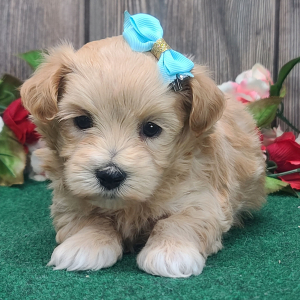 Maltipoo Puppy Bella