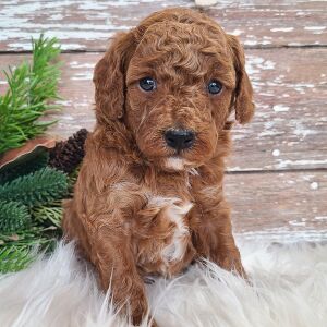 Poodle Puppy Tonka