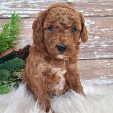 Poodle Puppy Tonka