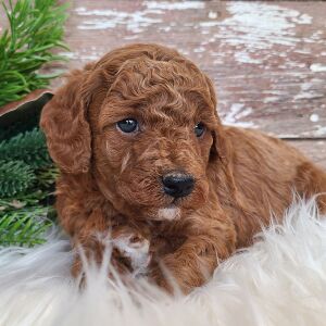Poodle Puppy Tonka