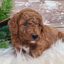 Poodle Puppy Tonka