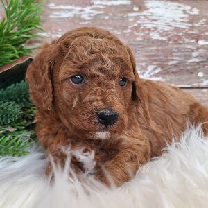 Poodle Puppy Tonka