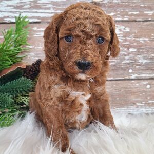 Poodle Puppy Tonka