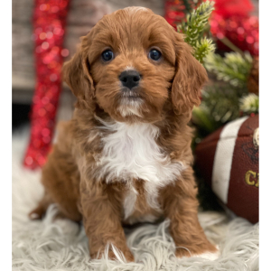 Cavapoo Puppy Chandler