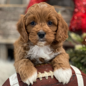 Cavapoo Puppy Chandler