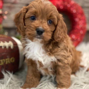 Cavapoo Puppy Chandler
