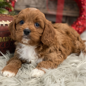 Cavapoo Puppy Chandler