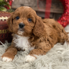 Cavapoo Puppy Chandler