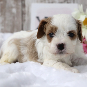 Cavapoo Puppy Biscuit