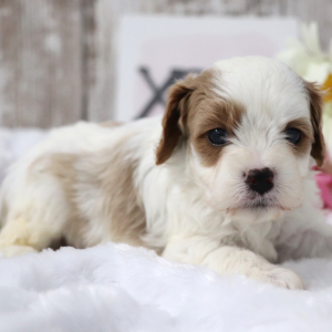 Cavapoo Puppy Biscuit