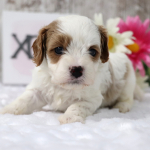Cavapoo Puppy Biscuit