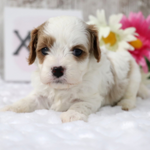 Cavapoo Puppy Biscuit