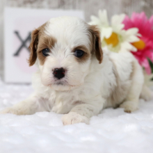 Cavapoo Puppy Biscuit