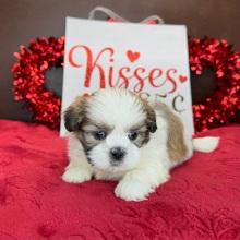 Shih Tzu Puppy Joshua
