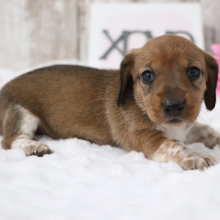 Dachshund Puppy Jolene