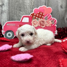 Bichon Frise Puppy Winona