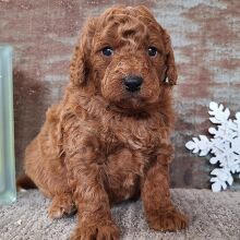 Goldendoodle Puppy Hercules