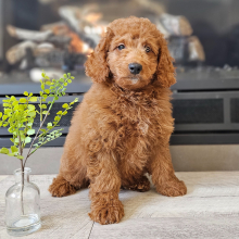 Puppy