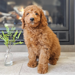 Goldendoodle Puppy Hercules