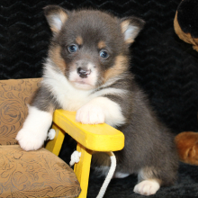 Pembroke Welsh Corgi Puppy Abel