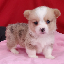 Pembroke Welsh Corgi Puppy Polka