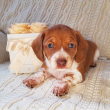 Dachshund Puppy Pamela