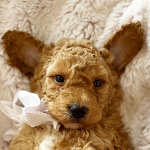 Goldendoodle Puppy Sundae