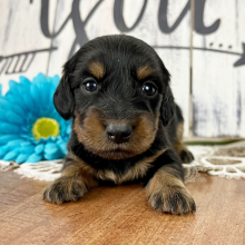 Dachshund Puppy Jackie