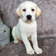 Labrador Retriever Puppy Elsa
