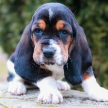 Basset Hound Puppy Kaleb