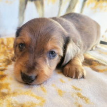 Dachshund Puppy Carlton